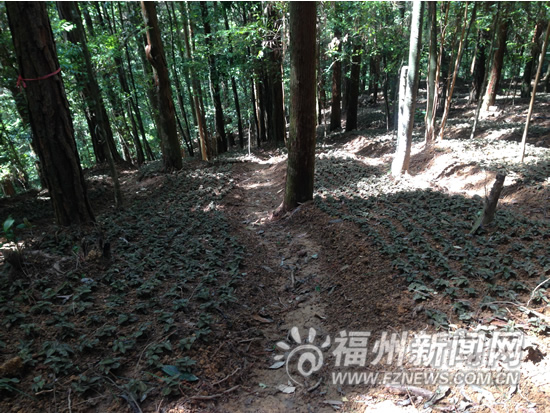 闽清一林场种植100亩金线莲 三年后或停伐商品林