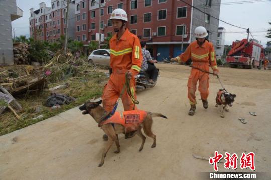 福州消防搜救犬分队搜索“尼伯特”灾区闽清坍塌楼房