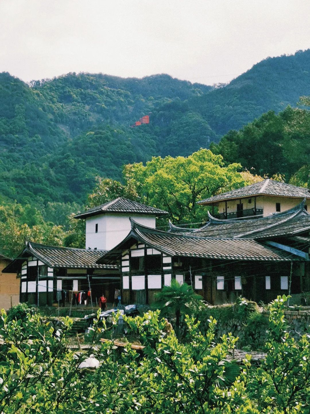 古厝、古树、院士馆……闽清这个传统村落你去过了吗？