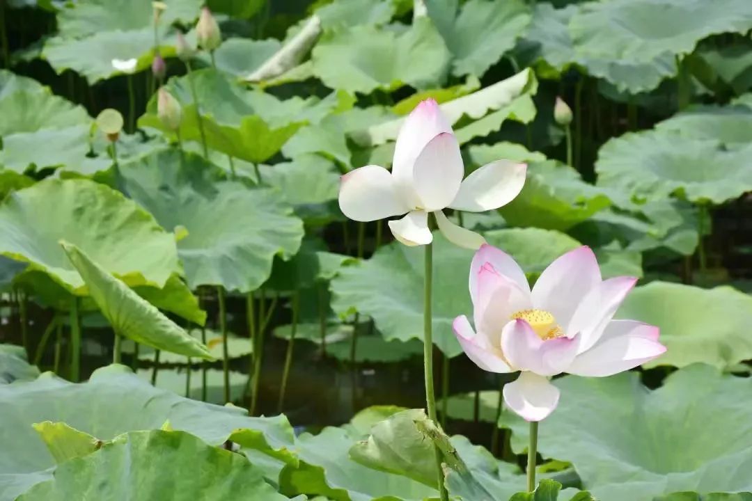 闽之福地 清韵山水 | 水墨丹青韵 最是莲宅村