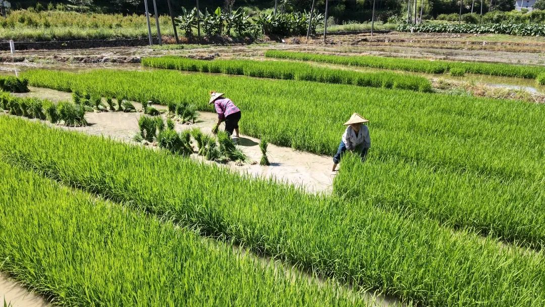 听·见闽清 | 播放一首闽清的夏季 