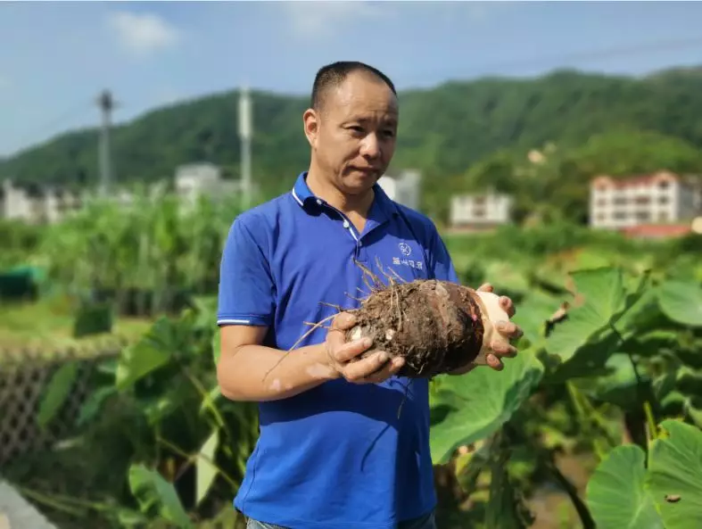 闽清县省璜镇下坂村150亩槟榔芋喜获丰收 今年效益可观