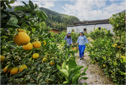 党员带富小山村 群众致富有出路