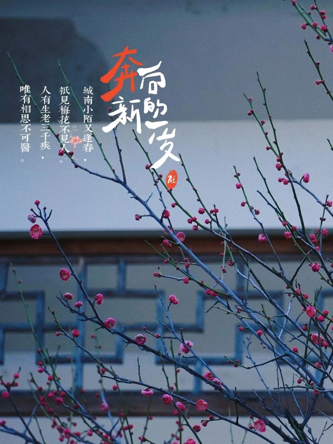 闽之福地 清韵山水 | 去有梅花开的地方