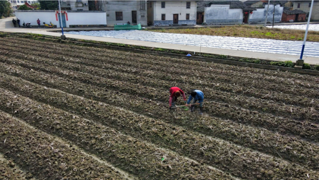 三溪乡：芋头种植田间忙 特色产业促发展