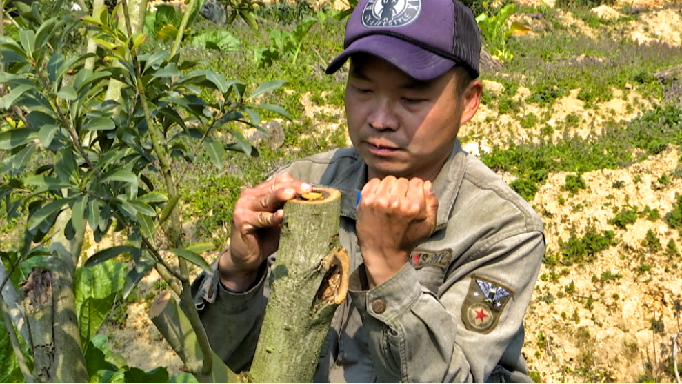 探索杨梅种植新模式！闽清店前村开拓乡村振兴致富之路