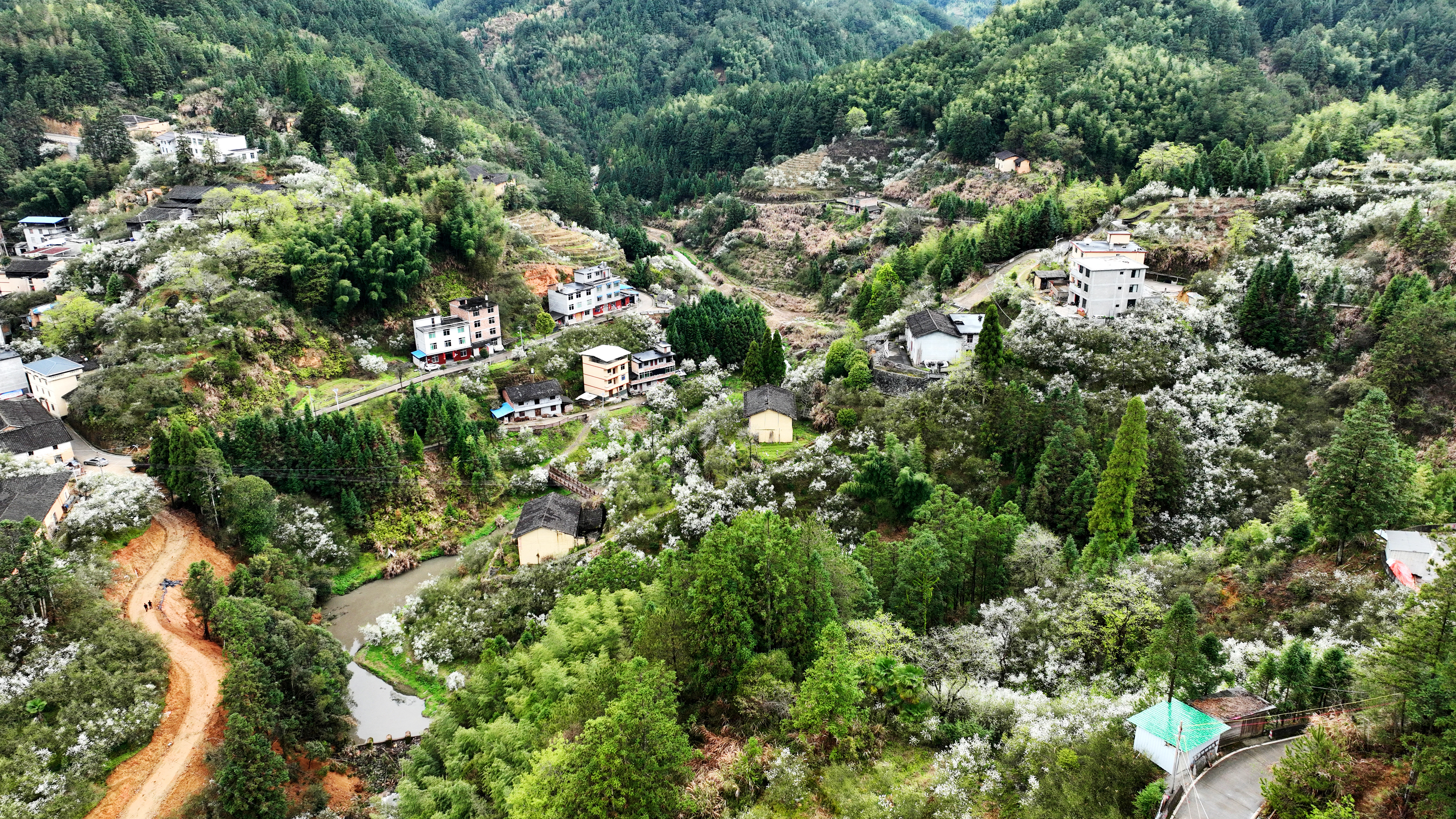 福建闽清现春山花海景观 枳壳种植带动乡村振兴 