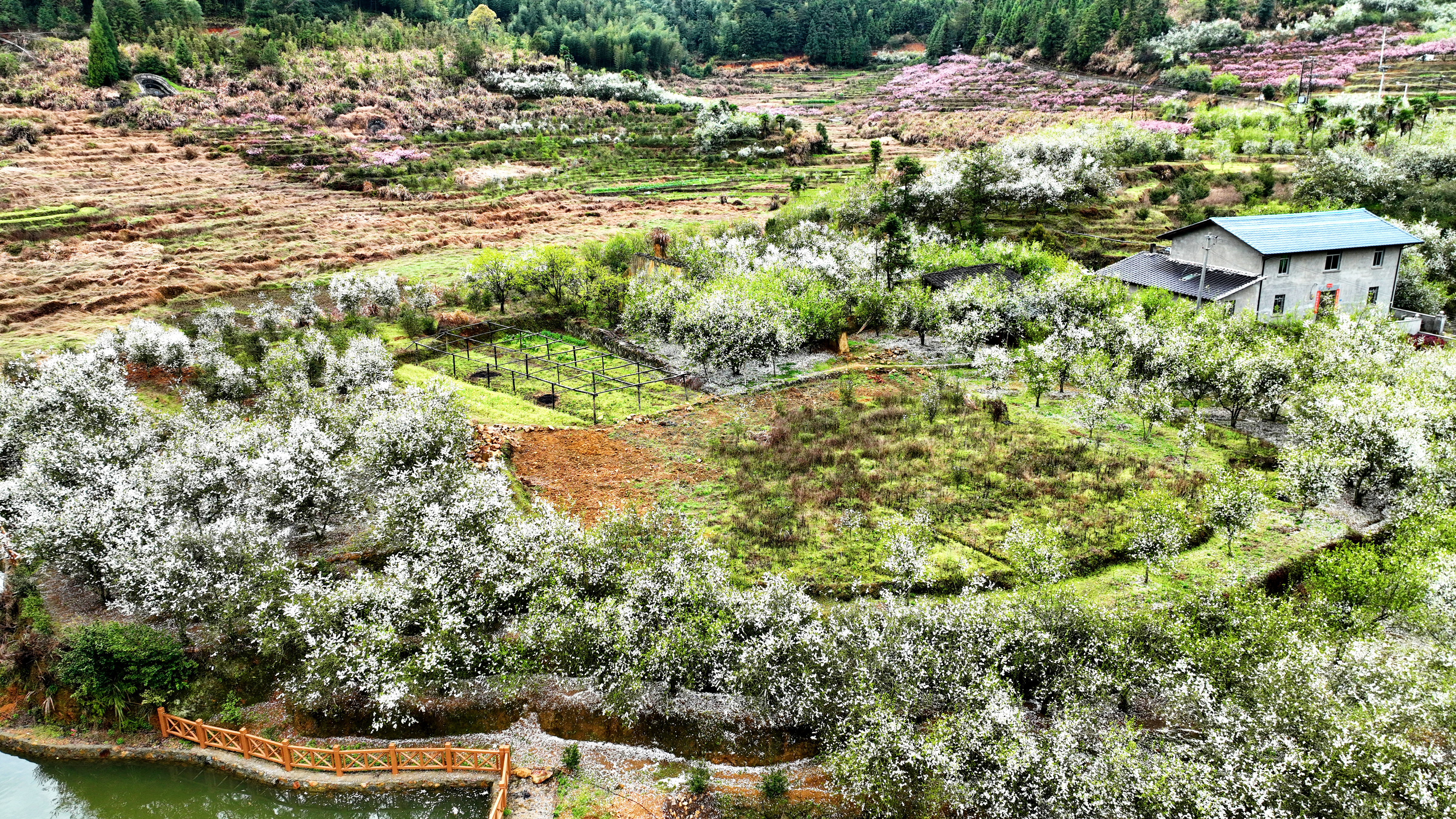 福建闽清现春山花海景观 枳壳种植带动乡村振兴 