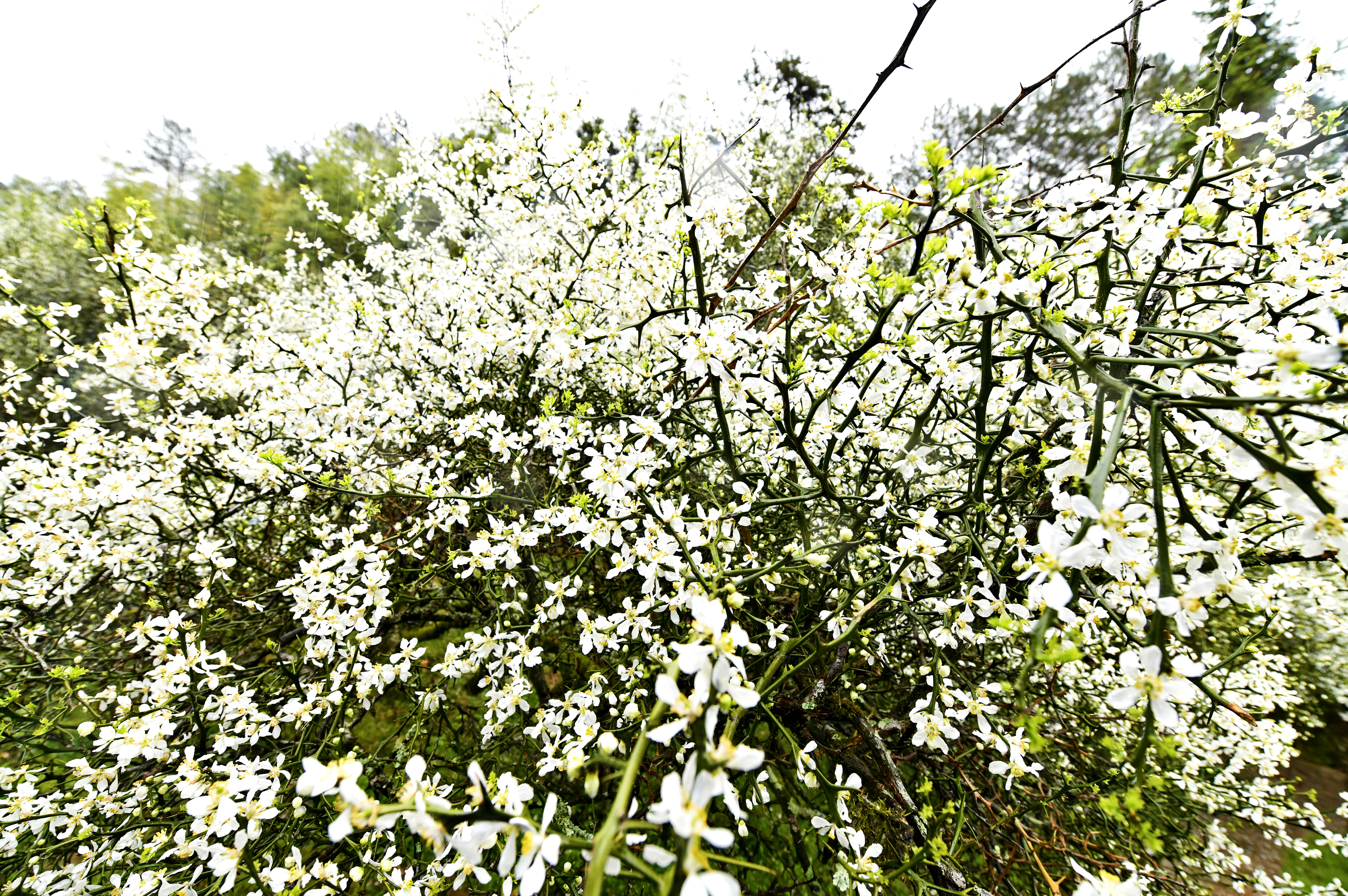 福建闽清现春山花海景观 枳壳种植带动乡村振兴 