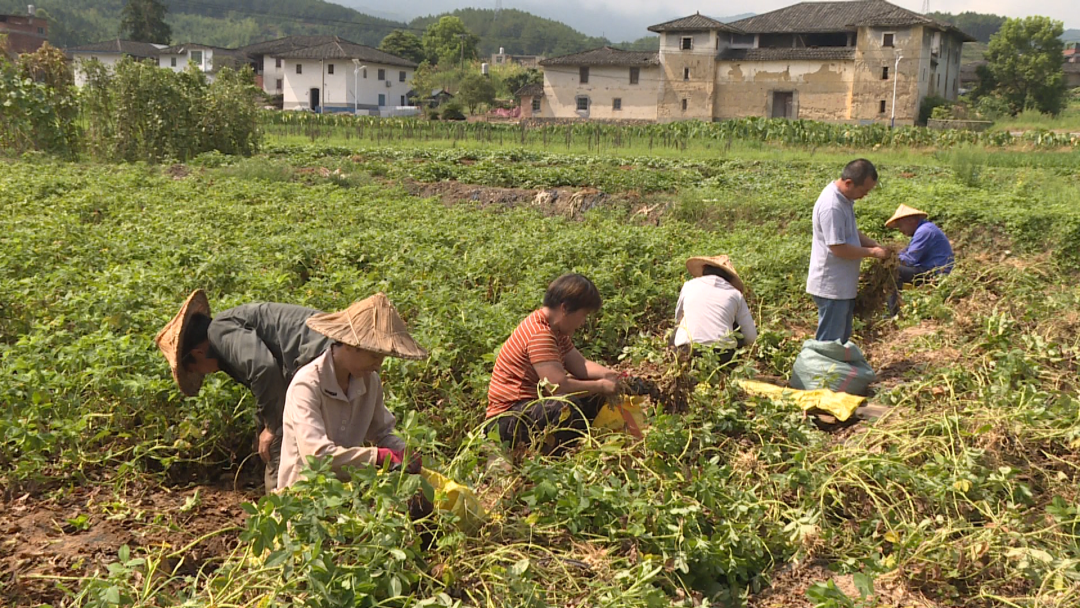 乡村振兴看闽清 | 开发荒废地 种上致富果