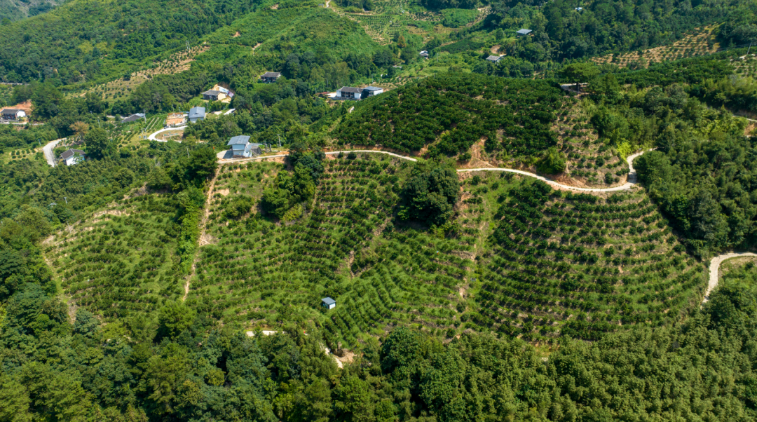 柑橘种植户集中”充电” 促产业提质增效