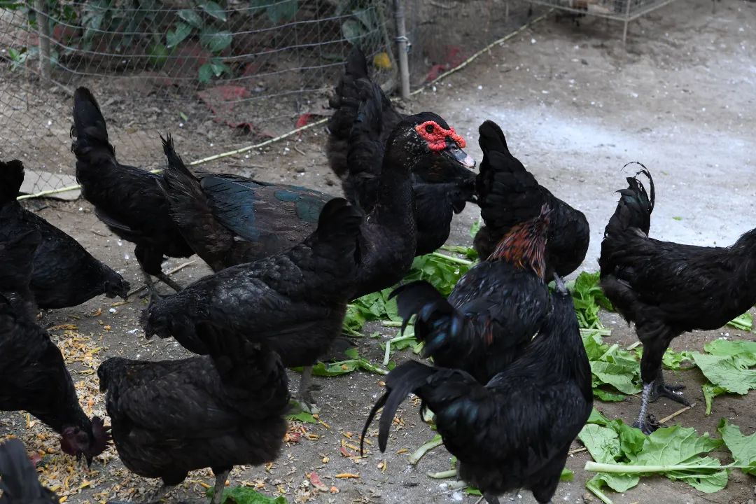 养殖五黑鸡 变身致富“金凤凰”