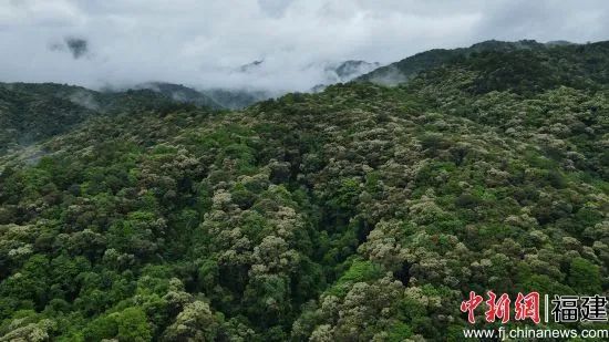 【中国新闻网关注】福建闽清：栲树花开呈现春山花海景观