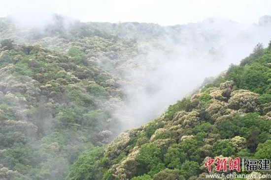 【中国新闻网关注】福建闽清：栲树花开呈现春山花海景观