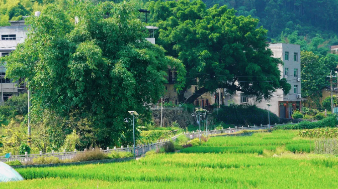 白樟镇半山村：“小积分”激发乡村治理“大能量”