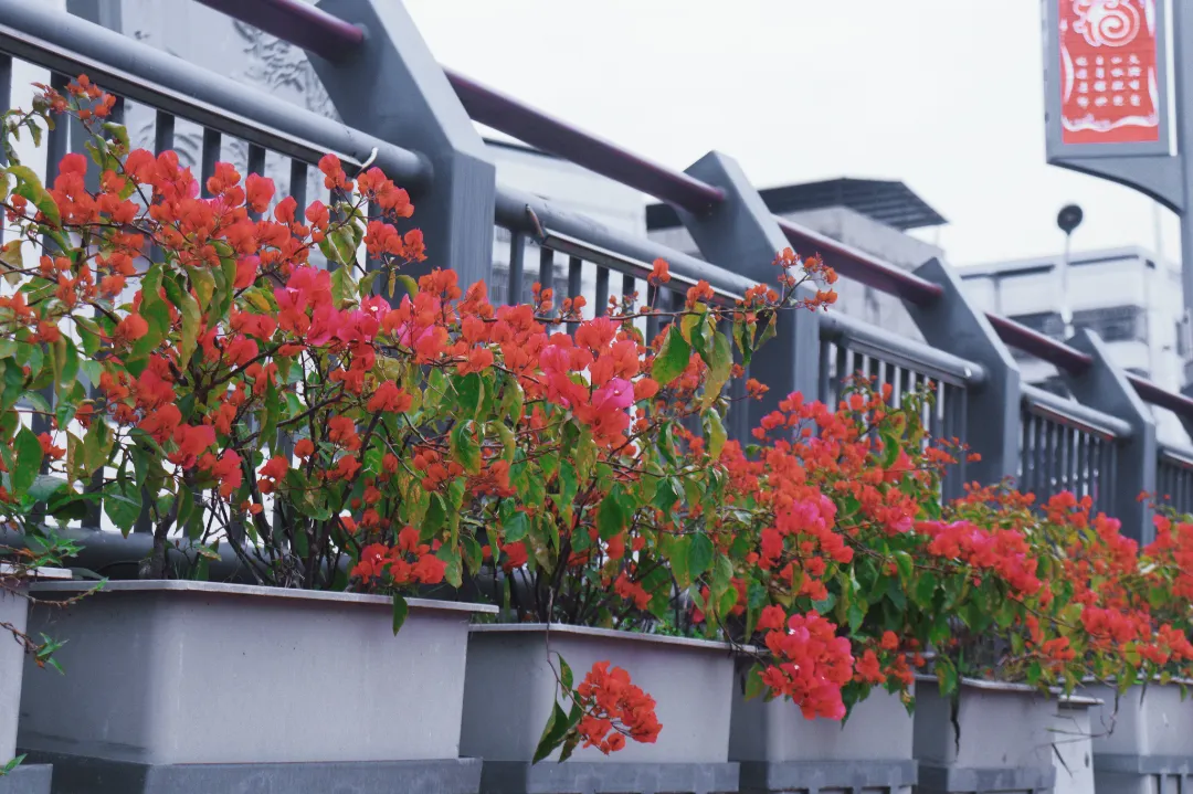 三角梅花开正艳，春光明媚步道游