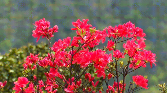 听·见闽清 | 高岗山的杜鹃花
