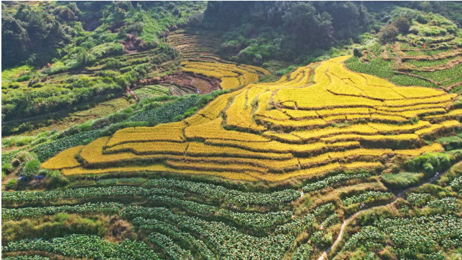 惊艳住了！！这是闽清丰收的底色~~
