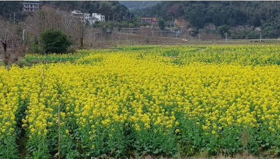 多巴胺警告！闽清东桥油菜花开了！等你来拍