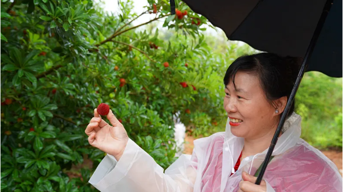 建议你来闽清这里摘杨梅！理由是……