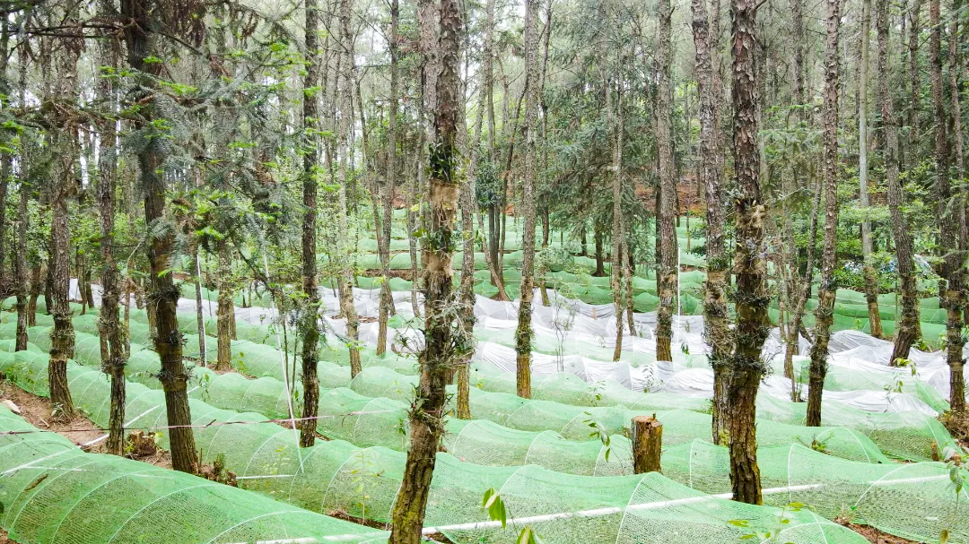 乡村振兴看闽清 | 下祝后峰村因地制宜发展林下经济