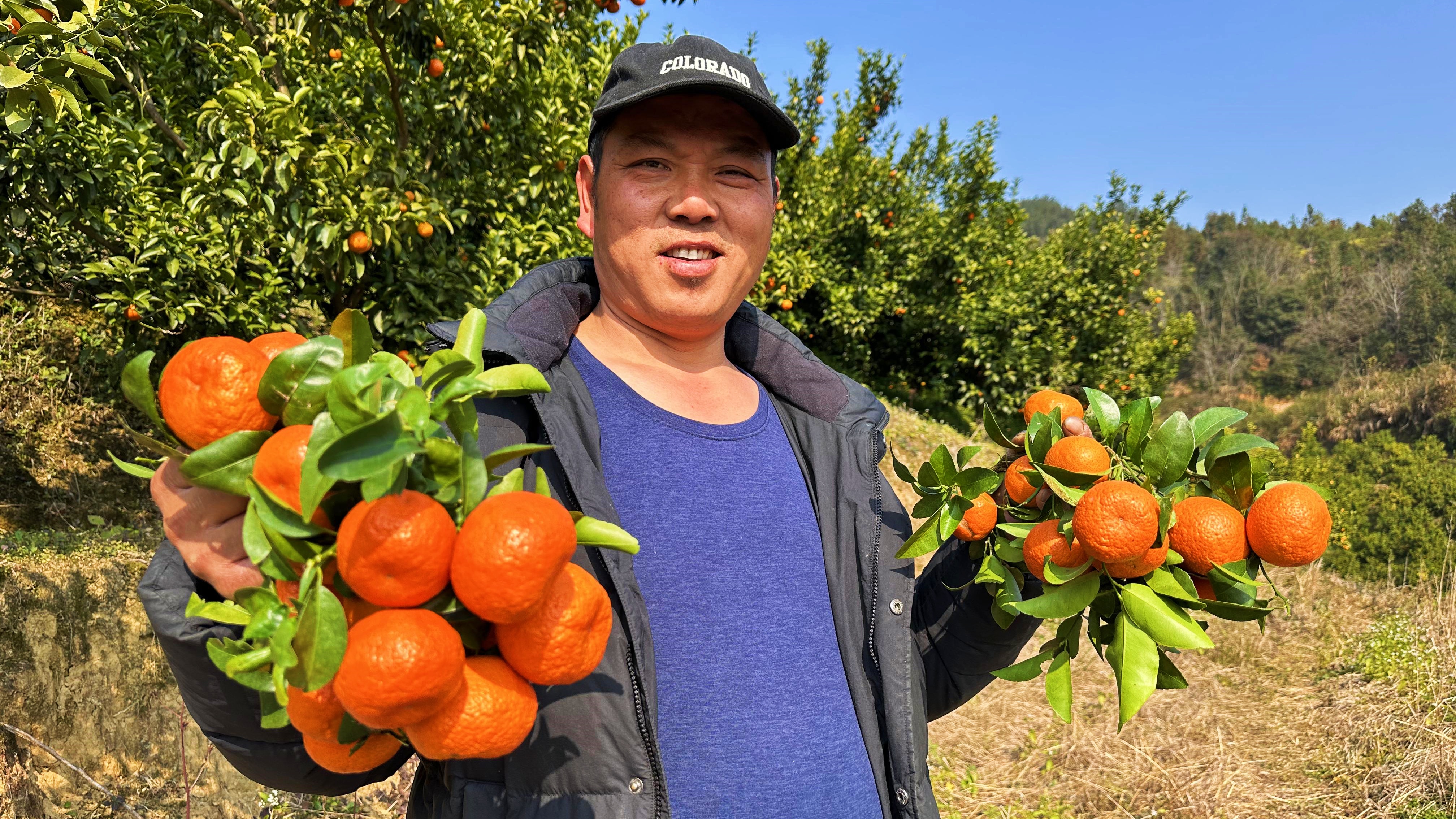 “桔”时已到！塔庄林洞500多亩砂糖桔上线啦